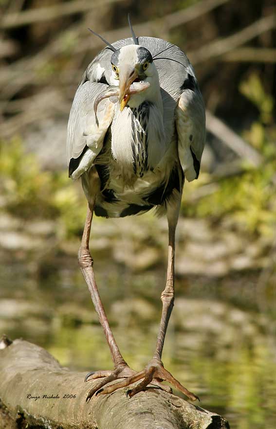 Airone cenerino - Ardea cinerea